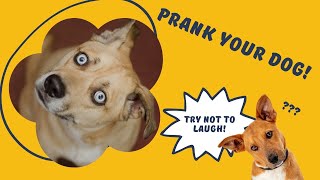 Sounds That Make Your Dog Tilt Their Head 🐶 Prank Your Dog with the Sounds That Dogs Love [upl. by Norbie]