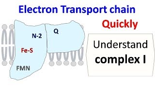 NADH dehydrogenase complex 1 of ETC [upl. by Lleksah500]