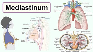 mediastinum [upl. by Ruthann]