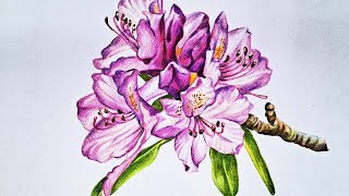 Rhododendron flowers drawing in Colour pencils  How to draw Flower  Color pencil mixing technique [upl. by Elsa]