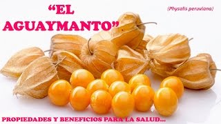 EL AGUAYMANTO  PROPIEDADES Y BENEFICIOS PARA LA SALUD [upl. by Musa659]