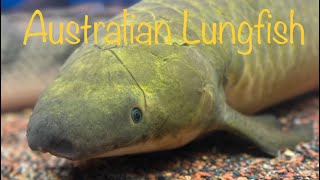 Australian Lungfish Neoceratodus forsteri [upl. by Ewart884]