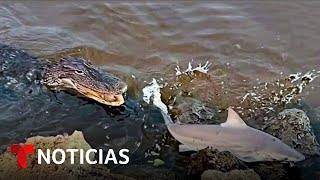 En video Captan encuentro entre un tiburón toro y un cocodrilo en Florida  Noticias Telemundo [upl. by Rosenwald245]