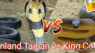 Inland Taipan VS King Cobra [upl. by Orvas211]