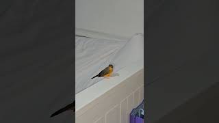 Orange Breasted Waxbill Cock Finch  Bird On Bed Frame [upl. by Boice]