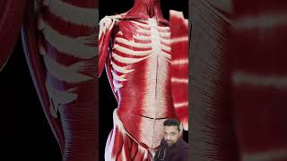 Anatomy of the abdominal muscles anatomy muscle viral shorts sorts trending [upl. by Yordan]