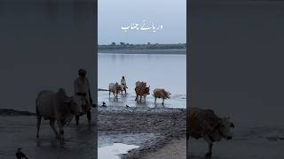 Chenab River  Riverside chenab chanab rivers riversounds nature relaxing shorts shortvideo [upl. by Ettenuj]