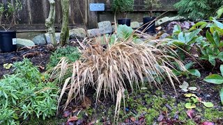 Cut Back Hakonechloa quotAureolaquot Japanese Forest Grass  December 6 2020 [upl. by Anegal]