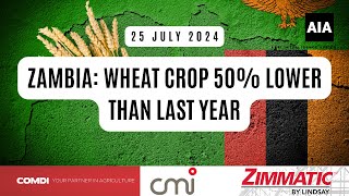 Zambia Wheat Crop 50 Lower Than Last Year  22 Julie 2024 Africa [upl. by Artenahs]