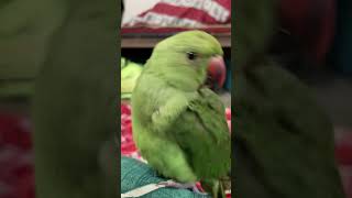 parrot parrottalking parrotlover talking funny talkingparrot shortsfeed parrotspeak cute [upl. by Aremihc]