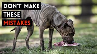 6 Common Raw Diet Side Effects amp How To Avoid Them  Carnivore for Dogs [upl. by Cohbert]