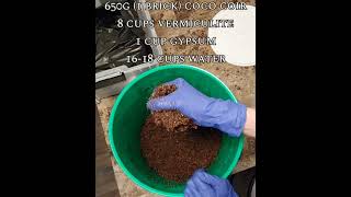 Easy Mushroom Growing At Home With CVG Substrate Recipe CocoCoir Vermiculite Gypsum mushroom [upl. by Arica]