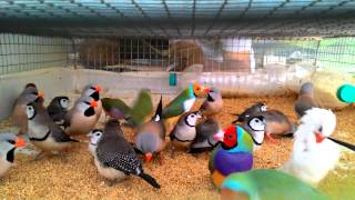 Beautiful Finches in travelling cage [upl. by Llennahc]