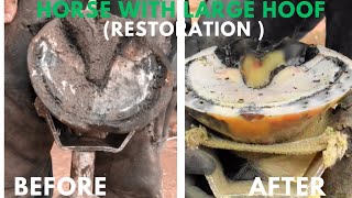 Shire Horse  Hoof Trimming Satisfying Compilation [upl. by Tolland]