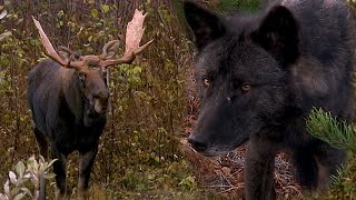 AU PAYS DU LOUP avec Gisèle Benoit Épisode 4 – Un orignal appelé Brutus [upl. by Holcman]