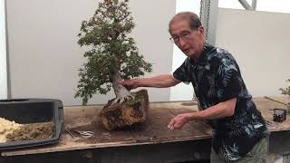 Deadheading and Repotting Azalea Bonsai [upl. by Navanod]