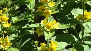 Lysimachia punctata [upl. by Pieter694]