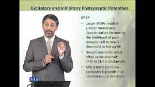 Excitatory and Inhibitory Postsynaptic Potentials  Physiology Theory  ZOO519TTopic021 [upl. by Euqnomod]