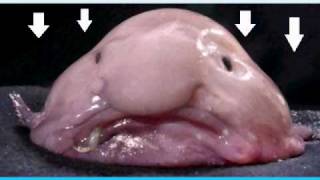 The blob fish [upl. by Aloysia]