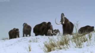 ICE AGE Walking With Beasts BBC [upl. by Larner]