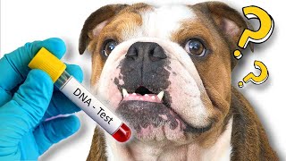 My Bulldogs took a DNA Test and the Results were SHOCKING [upl. by Adnilre]