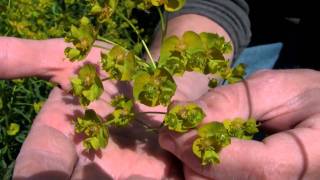 Leafy Spurge identification of the Wisconsin Invasive Species Euphorbia esula [upl. by Proudfoot901]