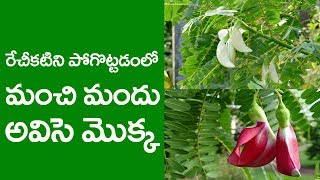 Uses of avisa Sesbania grandiflora  tree  అవిసె చెట్టు యొక్క ఉపయోగాలు  Navat Tv [upl. by Adnolahs]