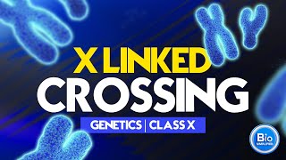 X  Linked Crossing  Class X Biology [upl. by Einnahpets]