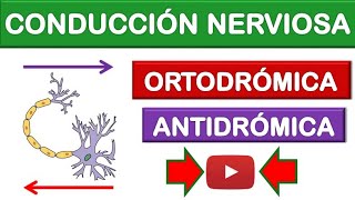 CONDUCCIÓN ORTODRÓMICA Y ANTIDRÓMICA CONDUCCIÓN NERVIOSA ¡FÁCIL Y SENCILLO 8 [upl. by Animsaj894]