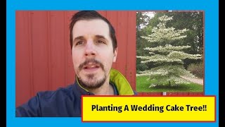 Planting A Wedding Cake Tree [upl. by Rocca228]