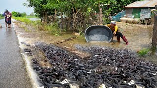 Technique Tools Catching Catfish by Hand Amazing Fishing in Flooded Season 2024 [upl. by Goldia]