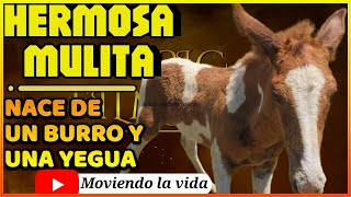 HERMOSA MULITA PINTA ES LO QUE RESULTA ENTRE UN BURRO Y UNA YEGUA🐴🐴🐴 [upl. by Arinaid]