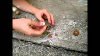 How To Crack Open And Eat Australian Grown Macadamia Nuts [upl. by Lajib130]