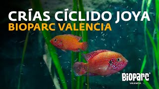 Crías de Cíclido Joya Hemichromis bimaculatus en la cueva de Kitum de BIOPARC Valencia [upl. by Refinne343]