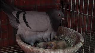 الحمام الزاجل Racing Pigeon [upl. by Reseda]