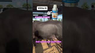 VITTOH Milk for Veterinary Liquid Supplement Mixture of multivitamins Pet Health Supplements [upl. by Trebliw]