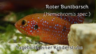 Roter Buntbarsch – Jewel Cichlid Hemichromis spec  gerafftes Tagebuch einer Fortpflanzung [upl. by Llerrah]