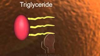 Triglycerides [upl. by Yrellam]