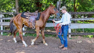 How to Back A Horse Up With A Halter INSTANT Results [upl. by Llehsyar]