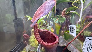 Nepenthes Hybrid Spotlight  N lowii x campanulata [upl. by Fulks]