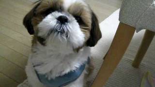 shih tzu complaining 空腹を訴えるシーズー [upl. by Dalury]