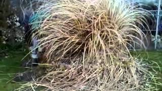 Removing Your Pampas Grass on the Outer Banks [upl. by Painter]