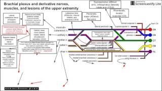 Brachial plexus and derivative nerves muscles and lesions of the upper extremity [upl. by Leventhal]