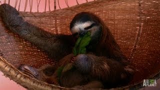 A Throne Fit for a Sloth Queen  Meet the Sloths [upl. by Gallard864]