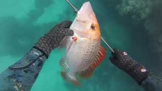 Onebreath Spearfishing Whitsundays [upl. by Ettenauq]