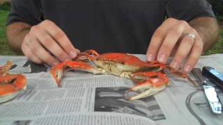 How To Properly Pick A Crab  Whats Up Annapolis Magazine [upl. by Nolos]