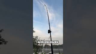 Biss im Morgengrauen am Totholz‼️ ANGLER TAGEBUCH 146 raubfischangeln welsangeln shorts [upl. by Faria944]