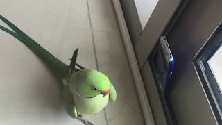 Malayalam Speaking Parrot Sonu [upl. by Onitsoga]