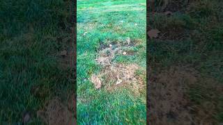 Lawn Fungus Creeping Bentgrass Renovation bentgrass lawnfungus lawncare [upl. by Ettevahs]