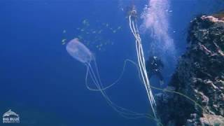 The Box Jellyfish or Sea Wasp [upl. by Notniuq795]